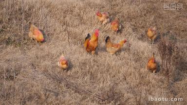 秋天山坡上散养公鸡母鸡跑山鸡